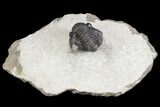 Detailed Gerastos Trilobite Fossil - Morocco #164736-2